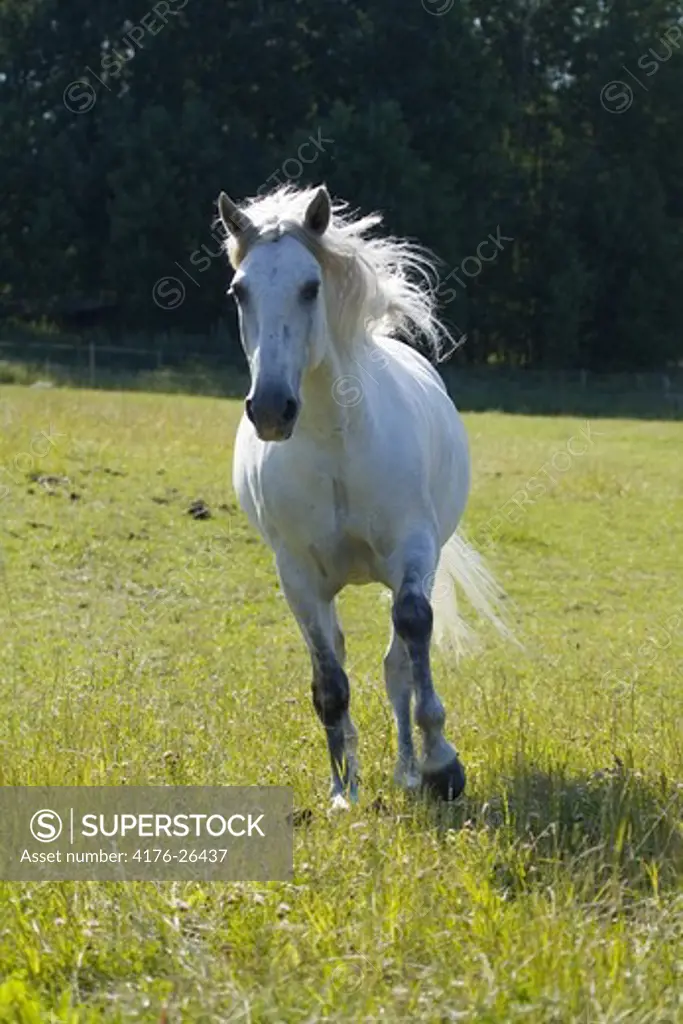 Front view of a horse walking on grass - SuperStock