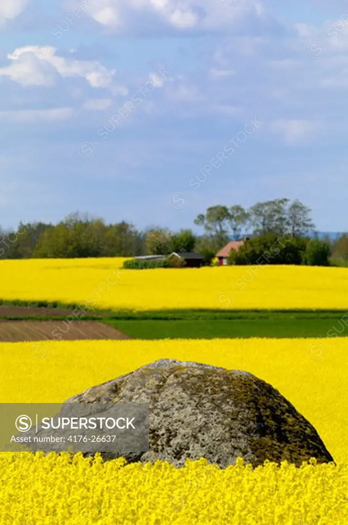 Large stone in rape field, Ostergotland, Sweden