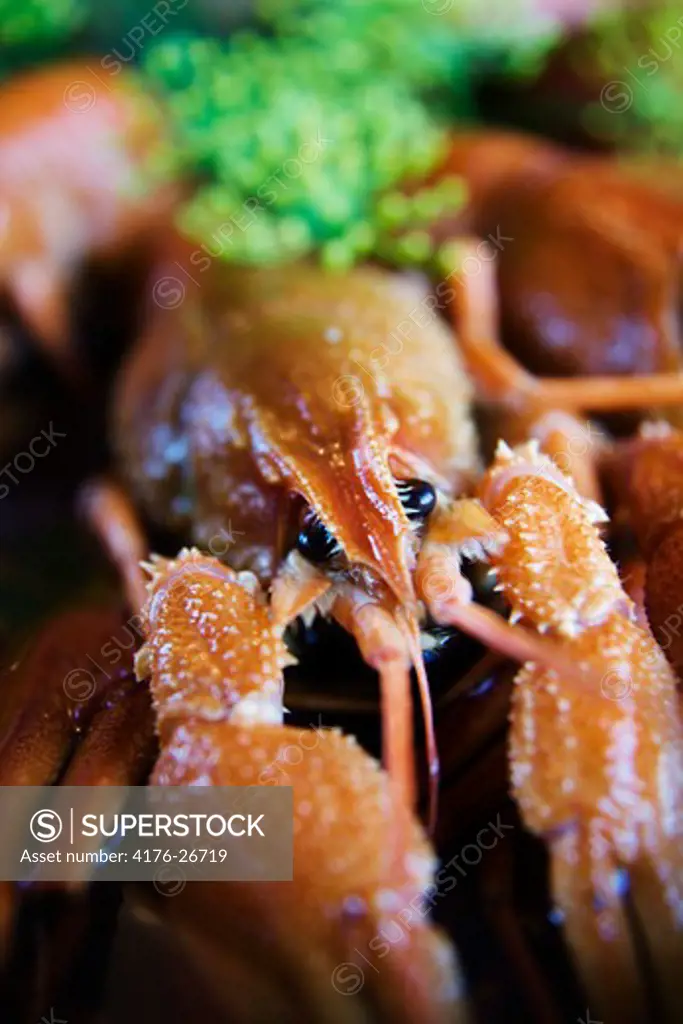 Close-up of a crayfish