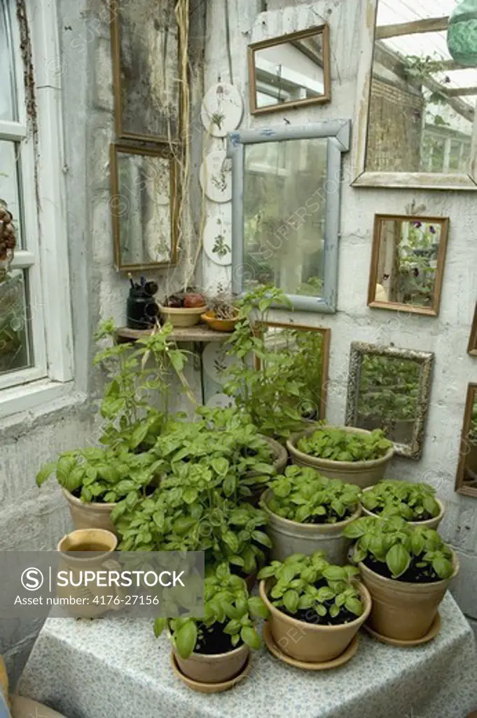 Basil in a greenhouse in Denmark