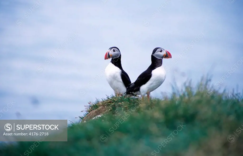 Two puffins perching back to back, Iceland
