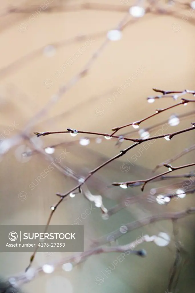 Water drops on branches