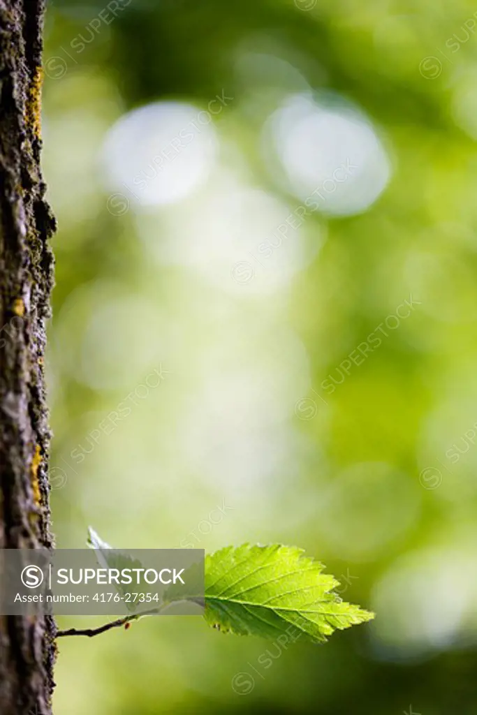 Close-up of a leaf on a tree trunk