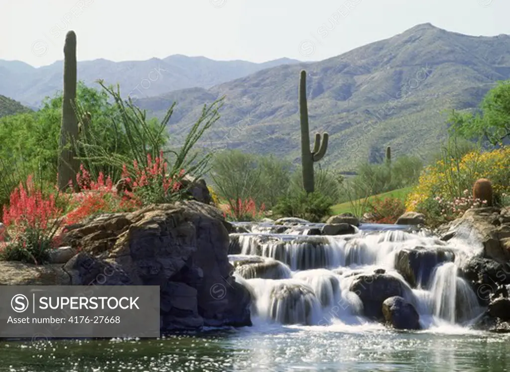 Saguaro cactus and spring flowers around waterfall in California desert