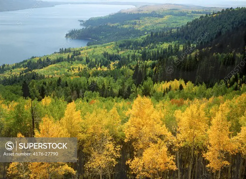 Temperate landscape of aspen and evergreen forests in autumn at Harjedalen in Sweden's Jamtland (Jamtland)