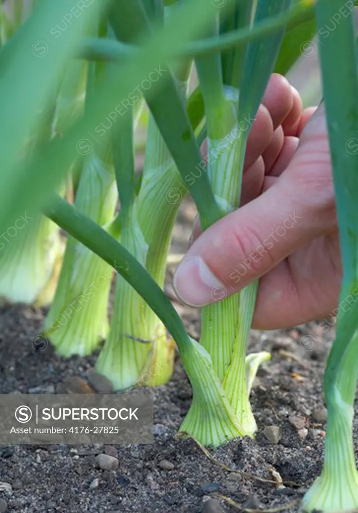 Close-up of a person's hand pulling the stem of green onion, Sweden