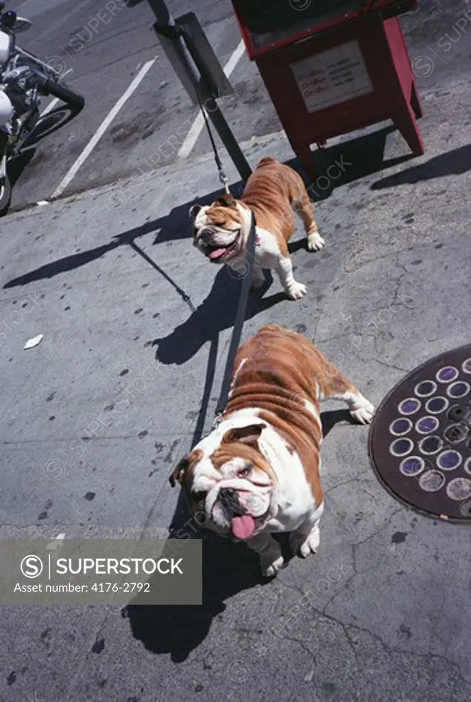 Two similar dogs on a city street. USA