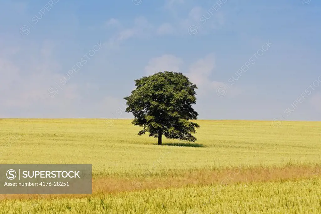 LONE TREE IN A FIELD