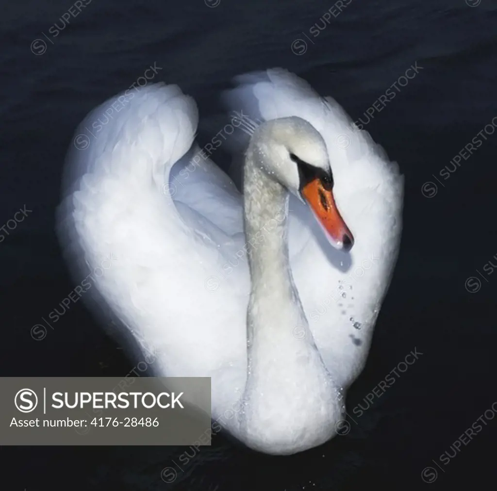 Swan at Stockholm Stream. Sweden