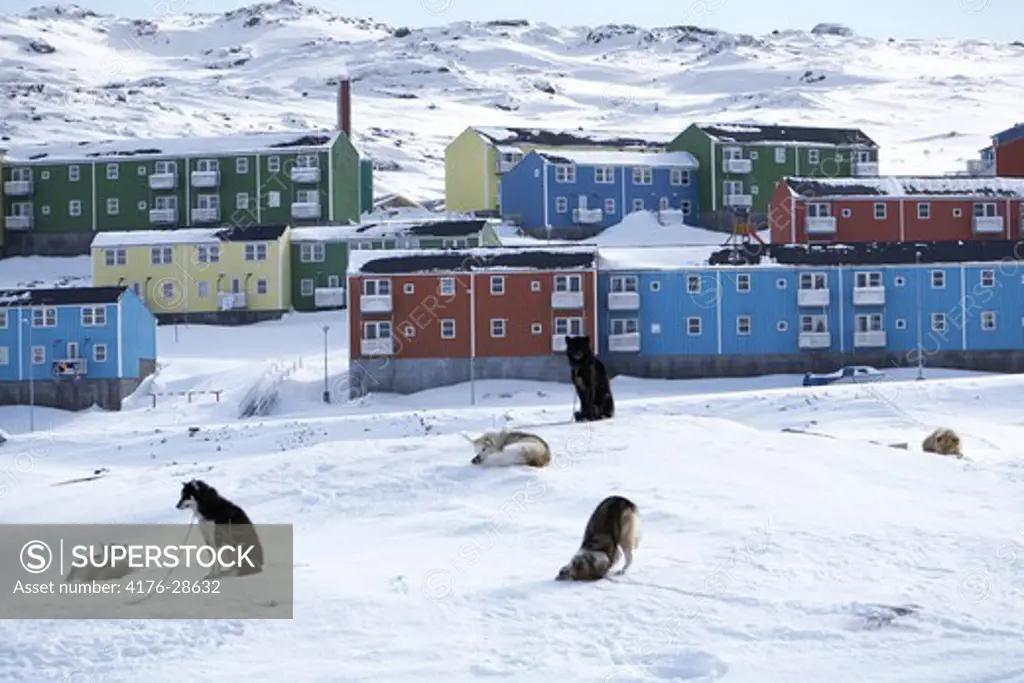 Sledge-dogs, Ilulissat, Greenland