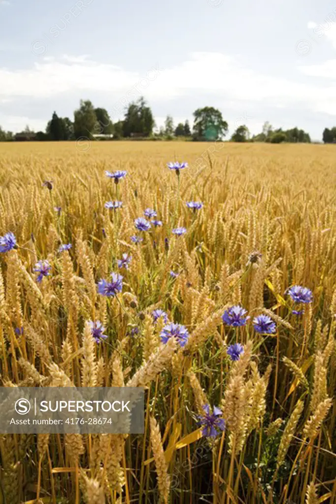 Field of wheat and cornflowers. Sormland (Sormland) Sweden
