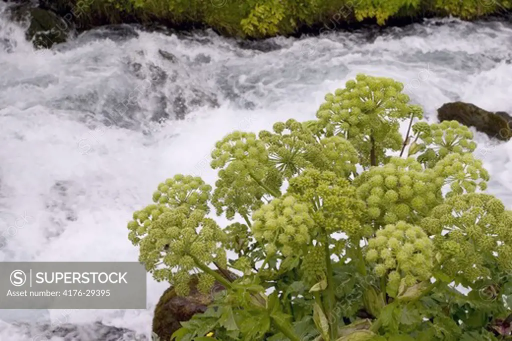 Angelica growing on a riverbank.  Northeast Iceland.