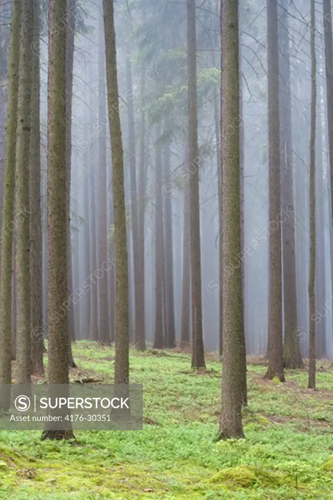 FOREST IN FOG.
