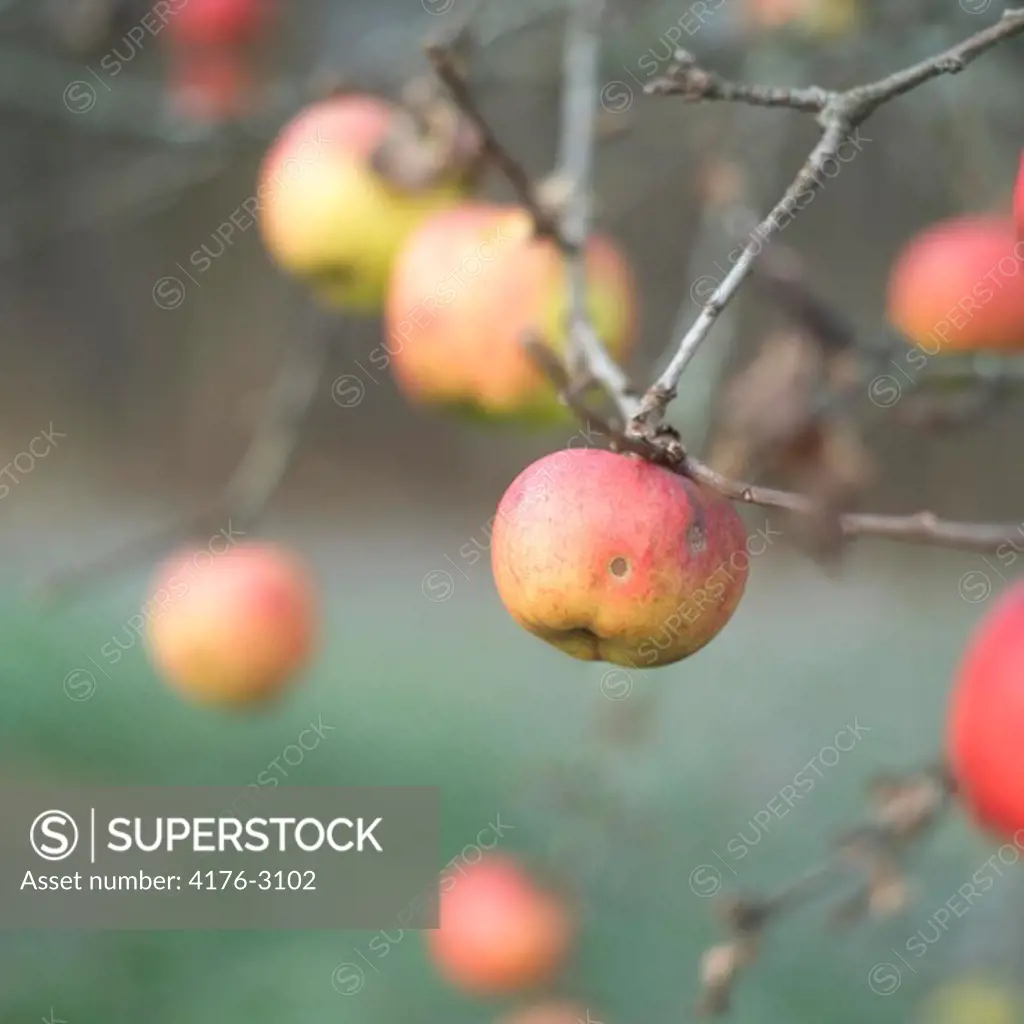 Close-up of apples on a tree