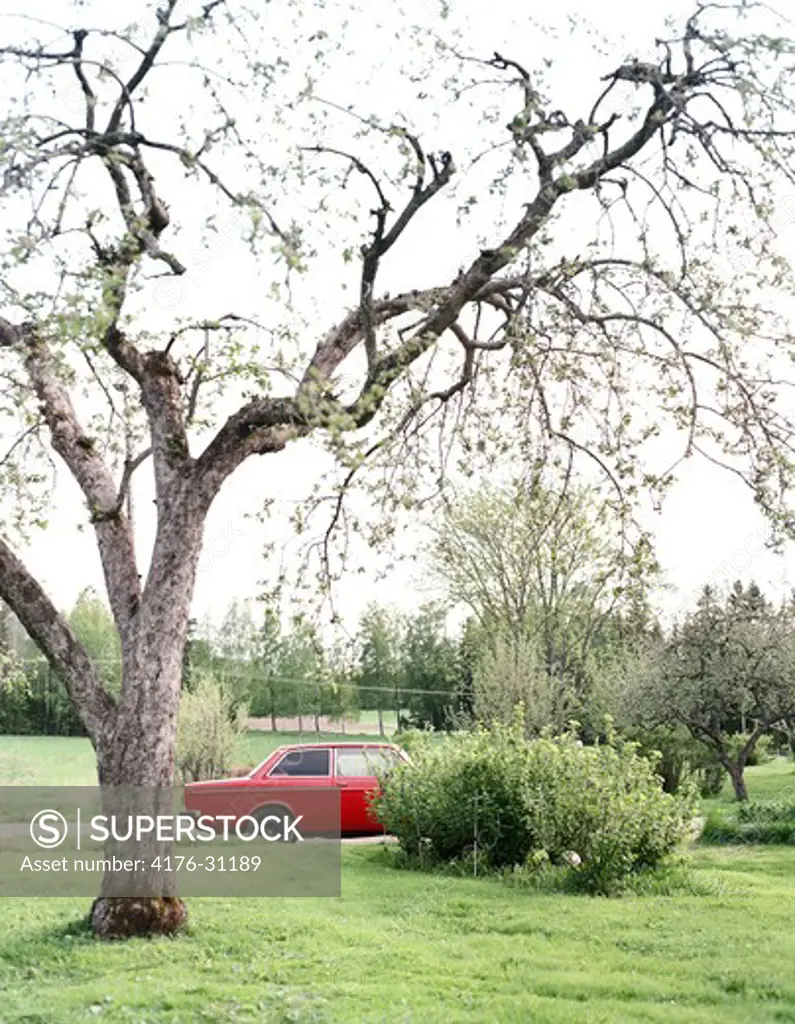 A red Volvo standing behind a bush in a garden