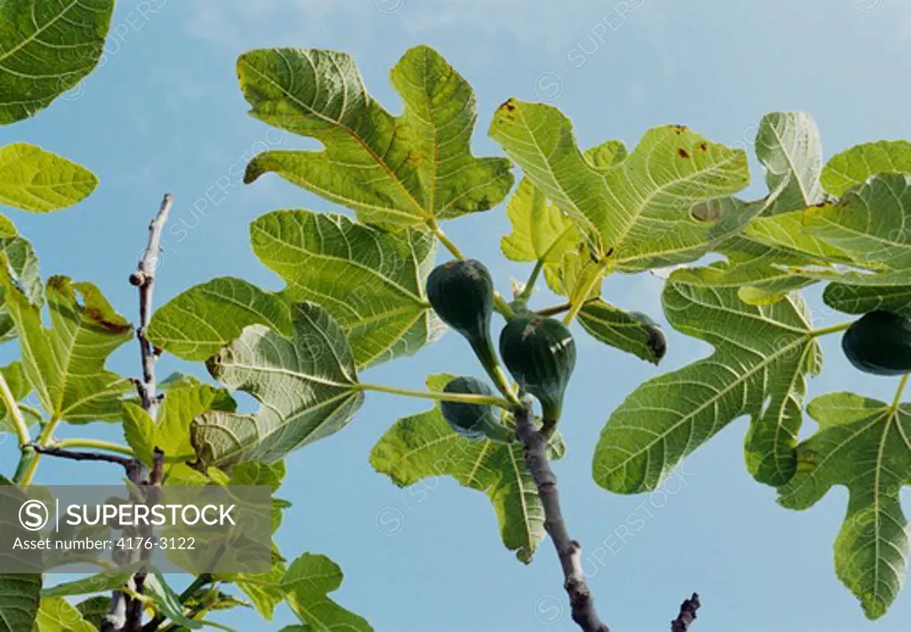 Figs on a fig tree. Bornholm, Denmark. 2004