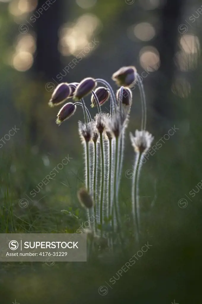 Pasqueflower (Pulsatilla vernalis), Oland  (Oland), Sweden