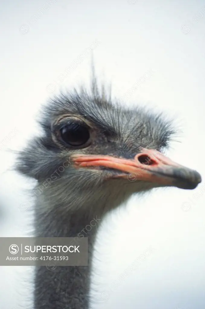 Close up of male ostrich in Zimbabwe
