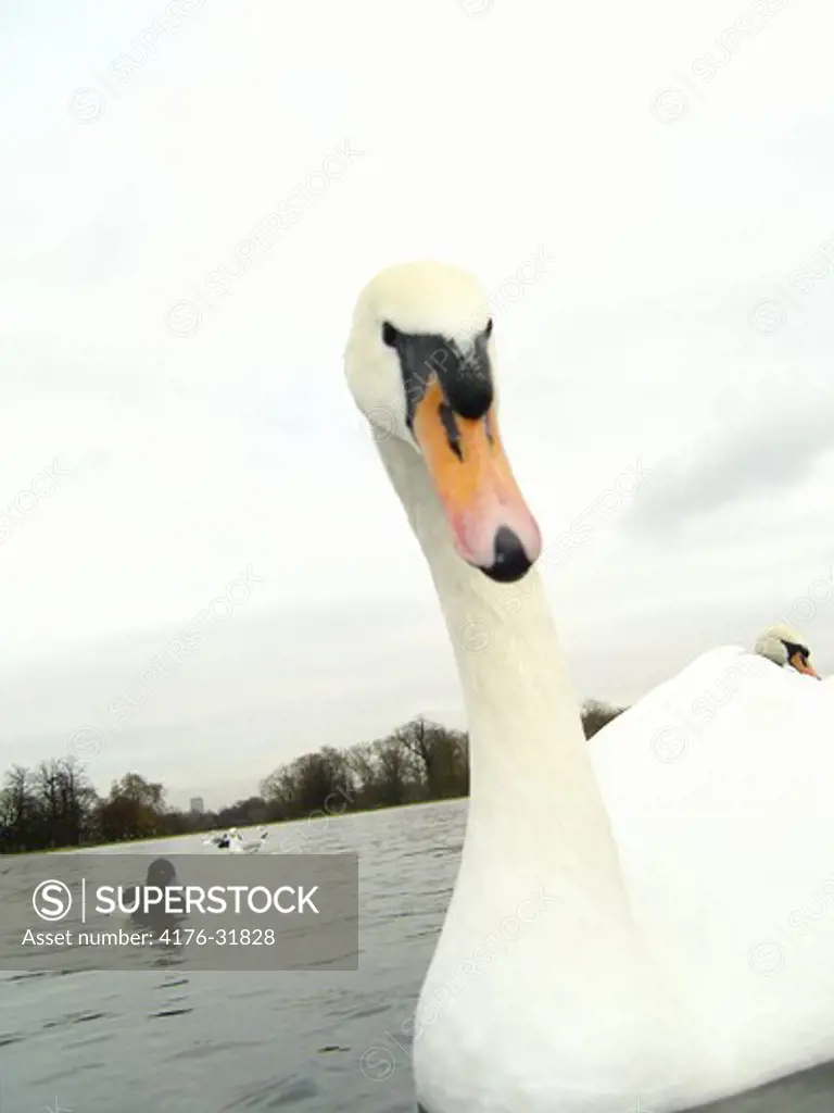 Close-up of a swan in a lake. Sweden