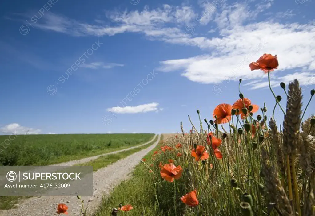 Summer road with poppies,OLAND,SWEDN