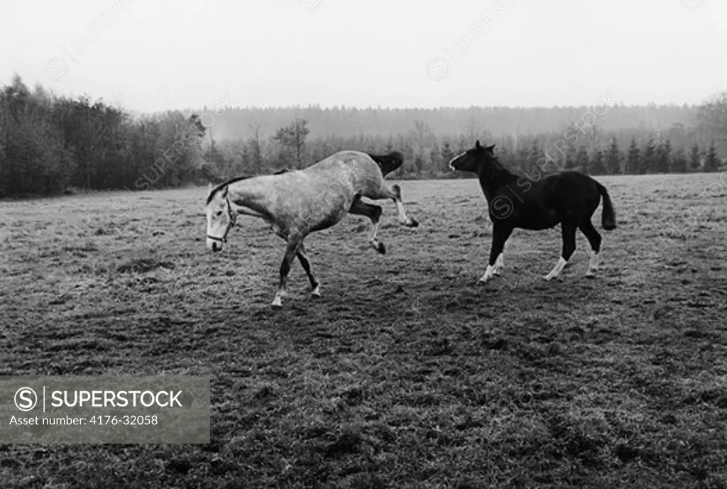 Two horses running in a field. Varmland (Varmland) Sweden