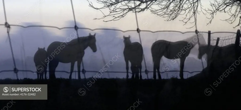 Horses behind a fence. Sweden