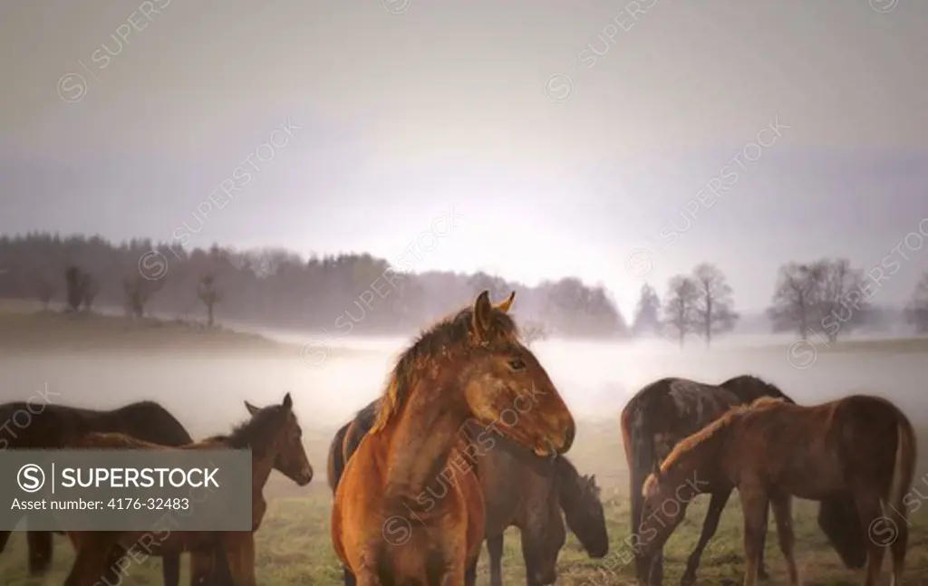 Horses in mist. Sweden