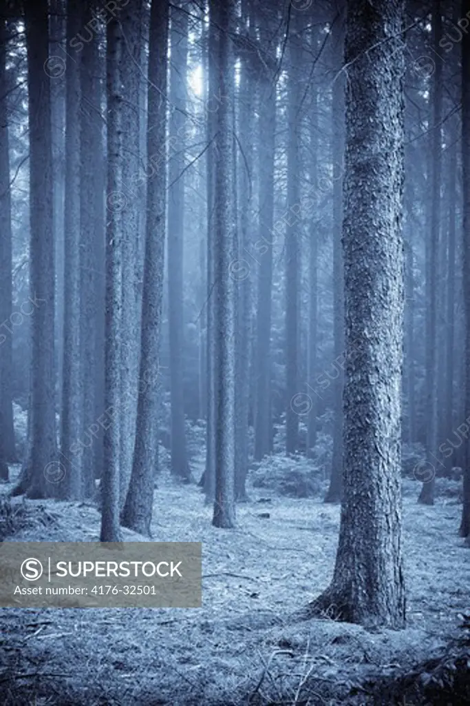 FOREST IN FOG.