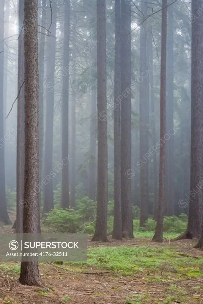 FOREST IN FOG.