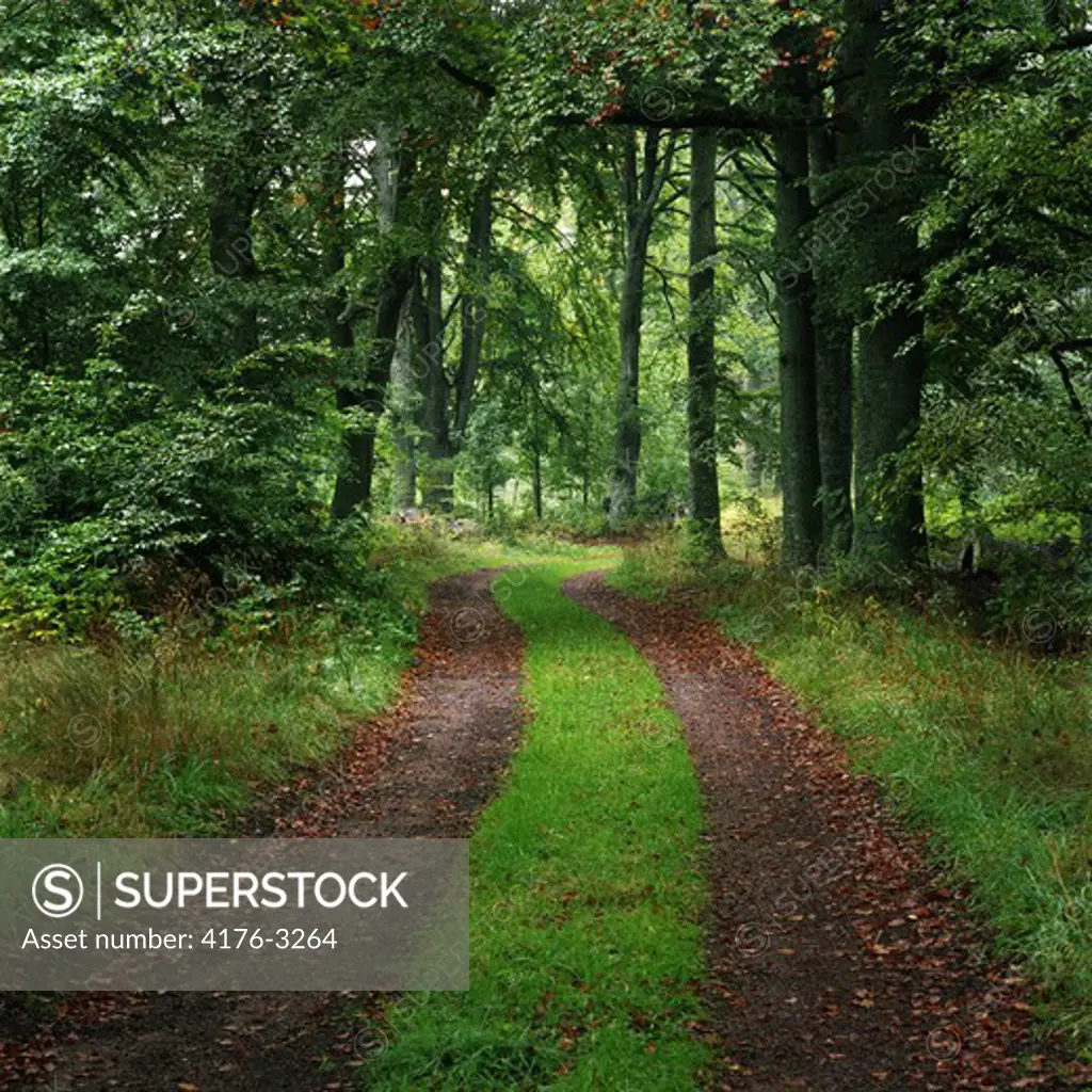 Sweden, Ostergotland - Trails passing through a forest