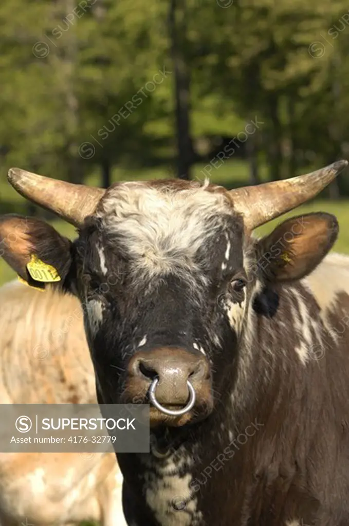 Bull with nose ring. Vastergotland (Vastergotland). Sweden