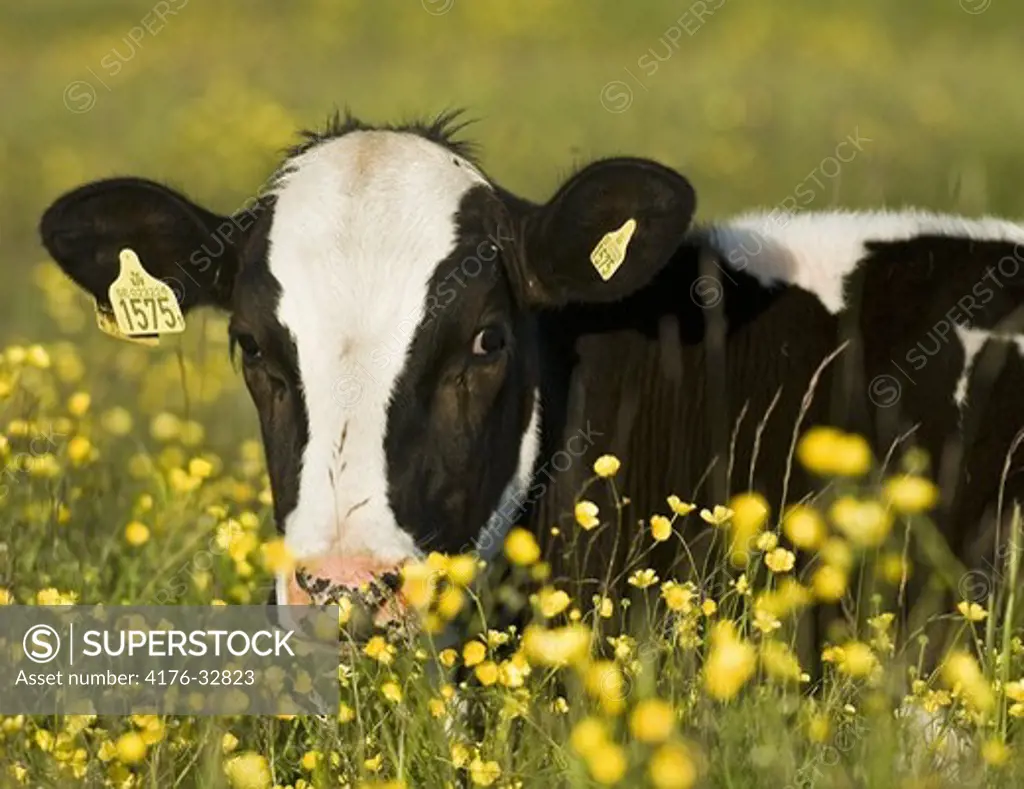 Calf in field with buttercups