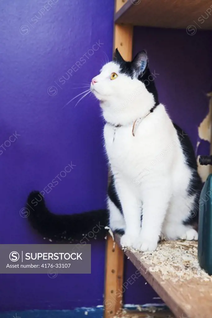 A black and white cat sitting in a storageroom with purple wallcover, Sweden.
