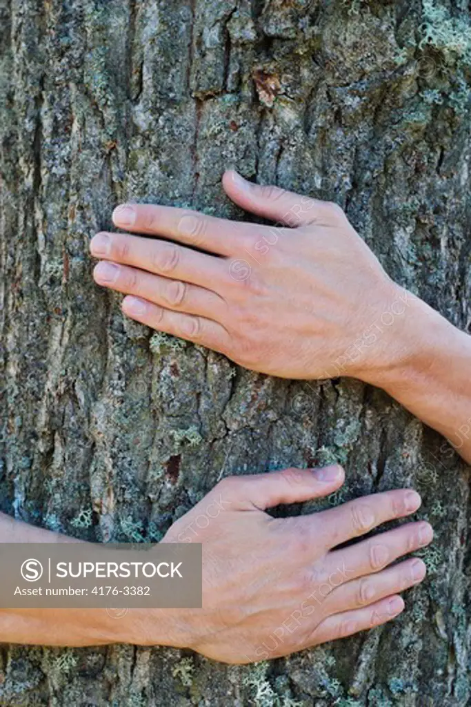 Close-up of a person's hands hugging a tree trunk