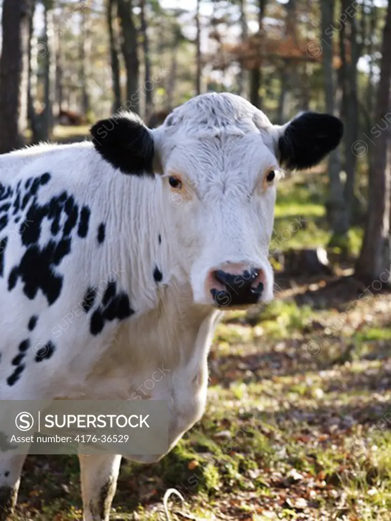 Cow in forest. Sweden