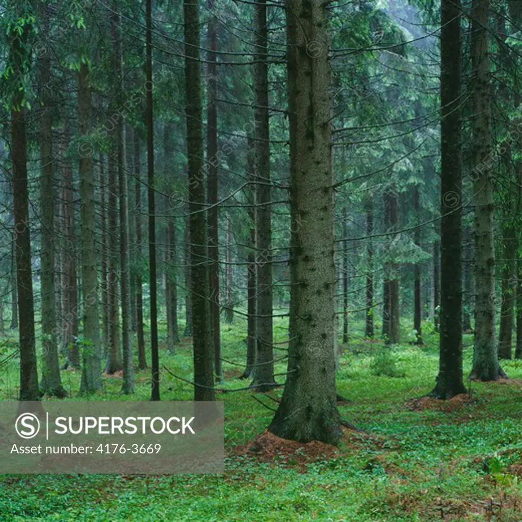 Coniferous forest. Smaland, Sweden