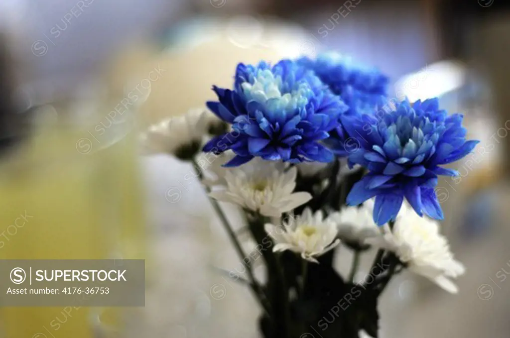 Blue and white Chrysanthemums