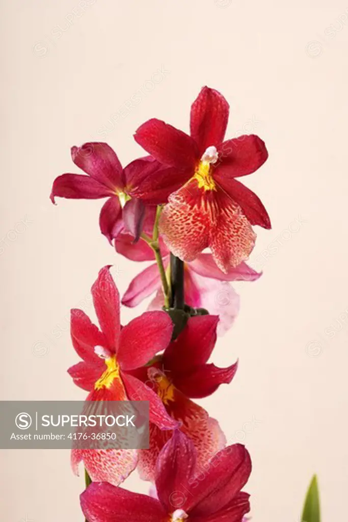 Red Burrageara orchid.