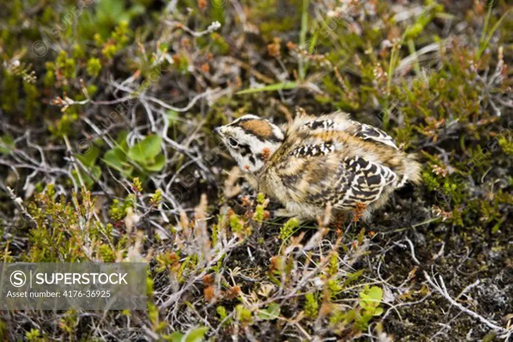 Rock Ptarmigan chick (Lagopus muta).  Iceland.