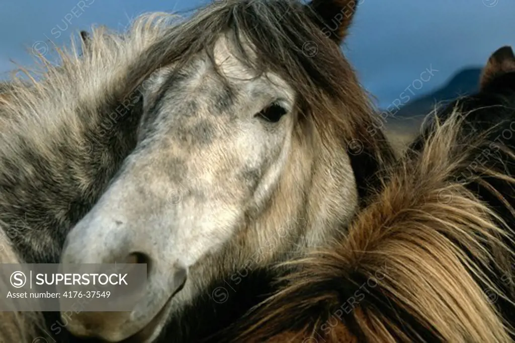 Faxi - Icelandic horse