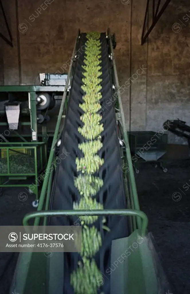 An agricultural belt conveyor, Spain