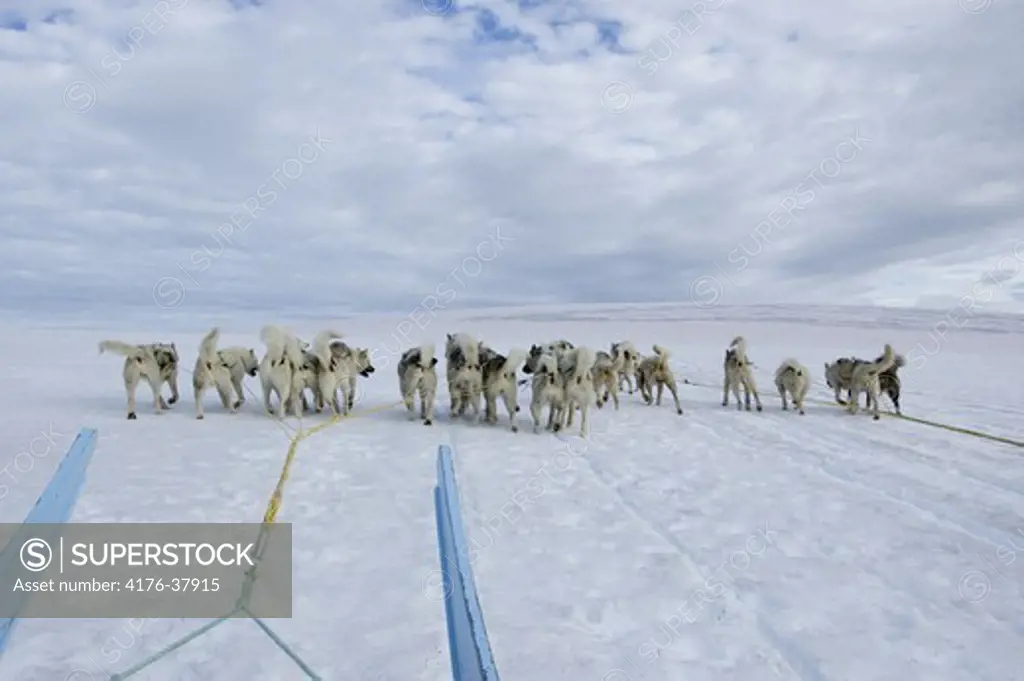 Sled dogs, Disko Island, Greenland