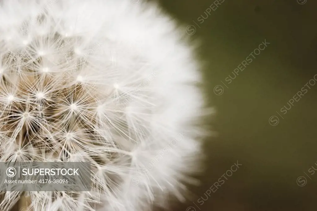 Close-up of a dandelion