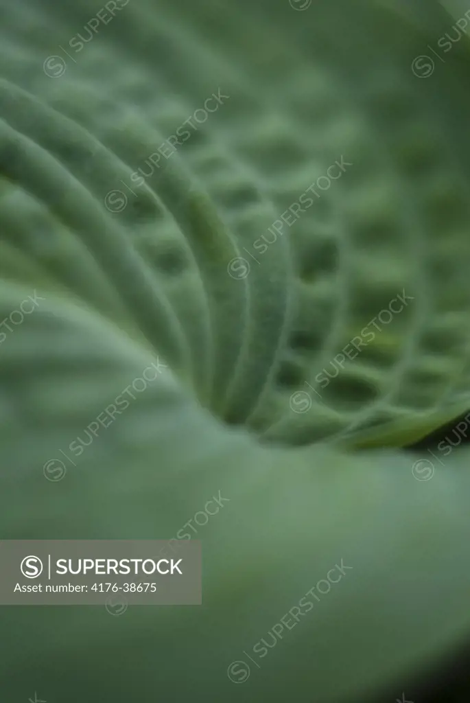 Extreme close-up of a green blade