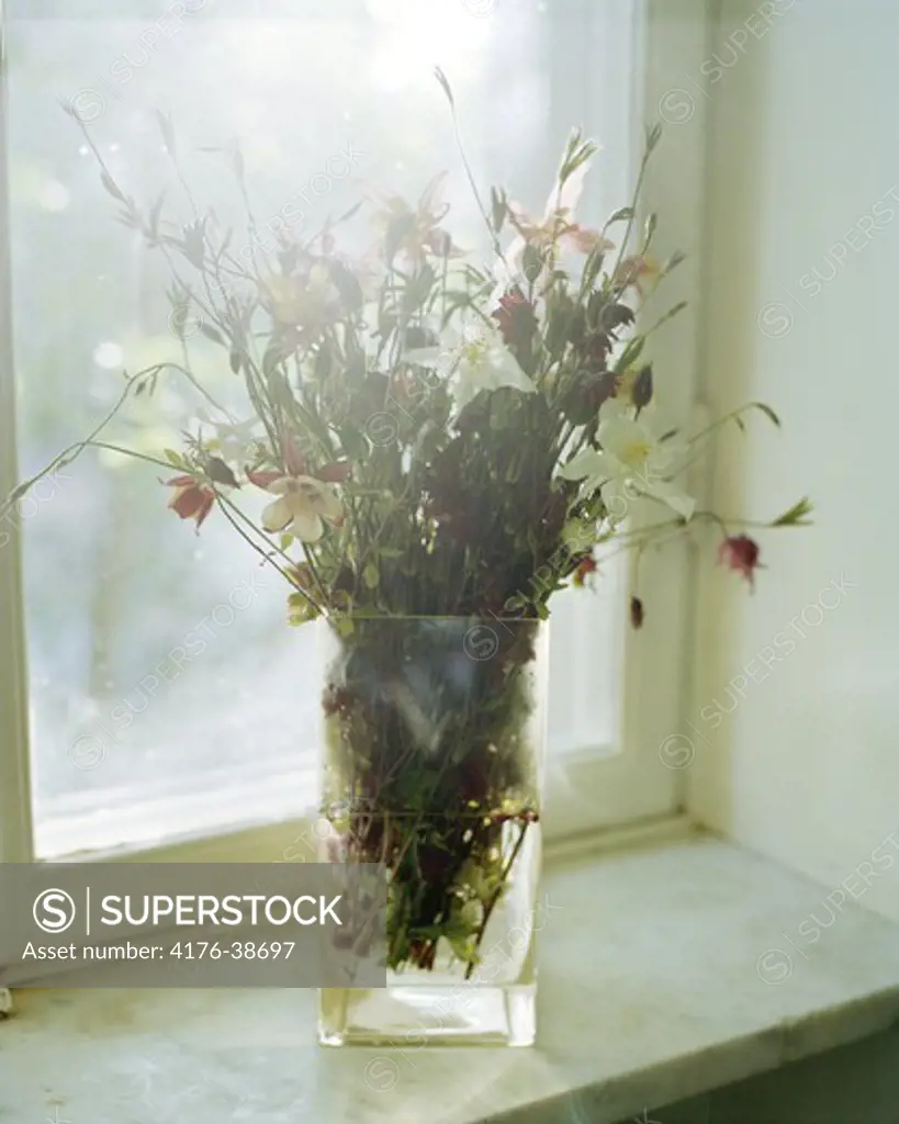 Flowers in a vase in a window