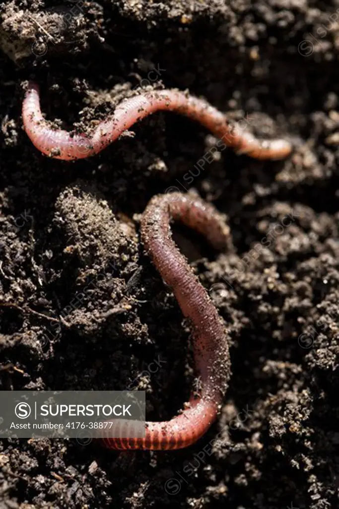 Earth-worms.