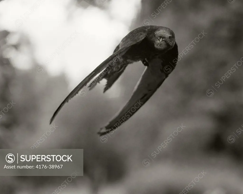 A common swift (Apus apus) in flight