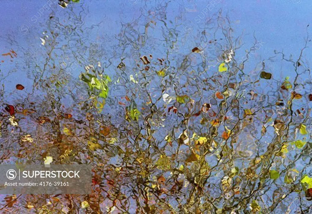 Autumn leaves reflected in water
