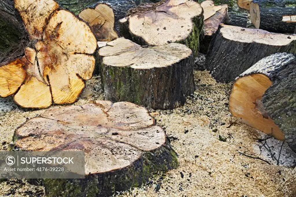 Wood cutting. Tree-stumps.