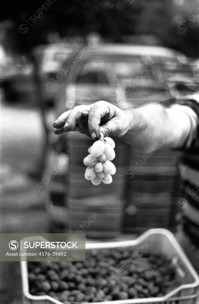 An arm and a hand holding a small bundle of grapes